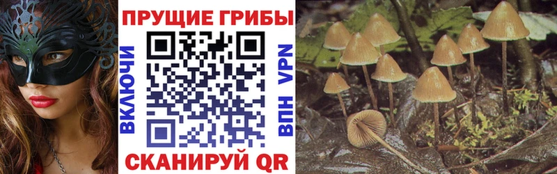 где найти   Чишмы  Псилоцибиновые грибы Psilocybe 